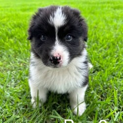 Purebred Australian Shepherd Puppies/Australian Shepherd Dog/Male/Younger Than Six Months,Purebred Australian Shepherd Puppies3 tri-coloured Boys availableGreat temperament puppies and good with kidsMum red Merle and dad black tri (pictured)Ready for their forever homes mid DecemberRepeat mating - third litter togetherLocated Highfields area 4352Welcome to view parents and litterAll puppies vet checked, vaccinated, microchipped and wormed.BIN# 0011377667251