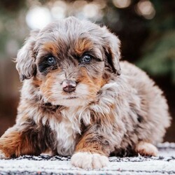 Molly/Mini Bernedoodle									Puppy/Female	/7 Weeks,Molly is an adorable puppy that will instantly steal your heart. She was family raised and is up to date on shots and wormer.Molly will make a great companion and/or Christmas gift! Call now and make this adorable little puppy yours today!