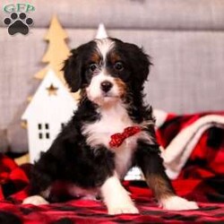 Bratwurst/Mini Bernedoodle									Puppy/Male	/10 Weeks,Our Genetically Clear Puppy Bratwurst from our Mini Bernedoodle Litter will be 20-30 lb with his wavy hair coat and tri color markings. He is very tall and not shy of new things.