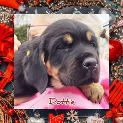Adopt a dog:Dottie/Great Dane/Female/Baby,My name is Dottie and I am 9 weeks old and weigh 15 pounds. My mom is Addie and weighs 82 pounds. She was a wonderful mom and is in her furever home. You can see her picture with mine. I am a happy girl in a foster home with 6 dogs, 3 cats, and lots of kids and grandkids.  I am a socialized girl  that fits in wherever I go. I love to be held and cuddled. Please come and take me home to be your furever baby girl.