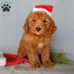 Milo (F1b)/Mini Goldendoodle									Puppy/Male	/10 Weeks,Look what you just found!! The sweetest little f1b mini goldendoodle face you have ever seen…My name is Milo and I would love to come home with you! I am sure with one look into my warm, sweet eyes and I’ll be sure I will have captured your heart already! I am very happy, playful and very kid friendly! I stand out way above the rest with my beautiful red coat!!!  Full of personality and always ready to give amazing puppy kisses and open to adventures!!  I have been vet checked and I am up to date on vaccinations and dewormings and I will also come with a 1-year guarantee with the option of extending it to a 3-year guarantee.  Shipping is available! My mother is our sweet Jody, a 35# mini goldendoodle with a heart of gold and my father is Atlas, our beautiful 16# AKC mini poodle and Atlas is genetically tested clear! Both of the parents are on the premises and available to meet! That makes me an F1b hypoallergenic and non shedding mini goldendoodle and I will grow to approx. 22-24# !… Why wait when you know I am meant to be yours? Call or text Martha to make me the newest addition to your family and get ready to spend a lifetime of tail wagging fun!   (7% sales tax on in home pickups) 