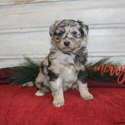 Sarge/Mini Aussiedoodle									Puppy/Male	/6 Weeks,This precious Miniature Aussiedoodle puppy is completely lovable and waiting to meet his forever family! Family raised and playful, Sarge will be a wonderful addition to any home! This petite fella will come home vet checked and up to date on shots and de-wormer, plus the breeder provides a 30 day health guarantee. Read below for a note from the breeder, and call Sam today to meet the puppies!