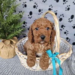 Bobby/Mini Goldendoodle									Puppy/Male	/6 Weeks,To contact the breeder about this puppy, click on the “View Breeder Info” tab above.