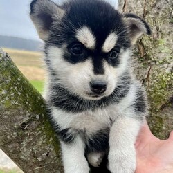 Maggie/Pomsky									Puppy/Female	/6 Weeks,Maggie is little but mighty.  This loveable pup is waiting for a family to love and to be loved.  She gets along well with her siblings and will be a great addtion to your family.  She has had her shots and  been dewormed.