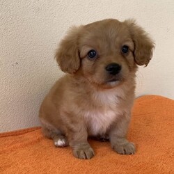 Cavoodle x Maltese Shitzu gorgeous litter puppies/Shih Tzu/Both/Younger Than Six Months,We have four gorgeous litter puppies males and female no desex and none shading hairs.Those are 8 weeks old(DOB 10/23).Waiting for kinds of new ownersDad Cavoodle he smart dogs and can learn obedience and training with an attentive family.Mum she is well socialised with dogs and people, so they make fantastic companions and treasured members of the new family .They are have been Vet checked,physical no issues. First vaccinated.Wormed every fortnight when they are 2weeks old.And fleas washed too.Puppies raised in a loving family environment by responsible ‚registered breeders with : Responsible Pet Breeders Australia Associations.Price Boy $1900.Girl $2100All Shots and documents provided from vet.You're welcome to view the parents and puppy so message or phone me ******6292 than we can arrange suitable time for you. REVEAL_DETAILS 