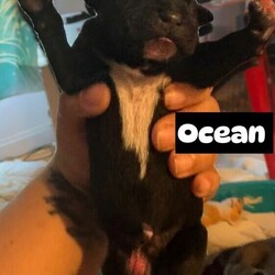 Adopt a dog:Ocean/Mixed Breed/Male/Baby,Meet Ocean the calmest, sweetest ball of yarn to ever walk the rescue!

Ocean is a big, cuddly, clumsy pup which are just a few of his traits that make him so insanely endearing.

Ocean loves to watch his littermates play fast and furious but prefers to take up a corner and chew on a toy.

At 6 weeks old, Ocean is 9.6 lbs and is estimated to be between 62-75 lbs full grown yet his size is nothing compared to the love he has to give.

Ocean will thrive in any home however really deserves to have a special person who he can pour all his love into. Ocean is still a very young puppy but has already mastered wee pad training!

Ocean is currently indoors only however, given his socialization and demeanor, his foster currently thinks there is a chance Ocean will benefit from confidence booster exercises as he transitions to being an outdoor pup! With proper introduction, his foster has no concerns about Oceans ability to have amazing leash/walking manners. 

Ocean has no bad habits and seems to be perfect.

Ocean is a quiet pup and is a 1 on the noise scale.

Oceans favorite things are laying with his humans and physical affection.

Ocean is currently learning his sit command and is practicing crate training.

ALL adoptions require a completed application and final contract. The application can be found at http://www.WaldosRescue.org and once you are approved to adopt you will be put in touch with the foster to see if it's a good match. We are a RESCUE not a shelter. We conduct veterinary and personal reference checks during the application approval process. We are unable to contact every applicant for every dog. We will select the best applicant for each dog, based on the dogs needs.

Waldos Rescue Pen is a 501c3 whose primary focus is rescuing dogs from the euthanasia list from high kill shelters throughout the United States.