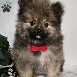 Pilot/Pomeranian									Puppy/Male	/8 Weeks,Hi there! Meet this handsome little furball named Pilot. Pomeranians are smart, energetic, and eager to please and this little guy will  bring you hours of entertainment. If you would like to set up an appointment to meet or adopt this little boy, please text her call Barb. Both parents are super sweet and have AKC registration. A nonrefundable deposit of  $150 will hold a puppy for you. Best time to get ahold of me is Monday through Saturday.