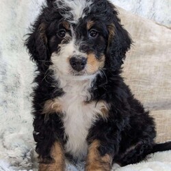 Abbie/Bernedoodle									Puppy/Female	/8 Weeks,Hello everyone! Meet our sweet little girl, Abbie. She is a beautiful bernadoodle with a beautiful coat of soft, wavy hair! She is a very happy and healthy little girl! She has a very sweet temperament and does very well with kids!♥️ she is available to go home on December 15th just in time to spend Christmas with you!!♥️