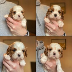 Gorgeous Cavalier King Charles Spaniel Pups/Cavalier King Charles Spaniel/Mixed Litter/5 days,** 2 MALES REMAINING**

Finally can announce the arrival of my beautiful Sophie’s pups. Sophie is my beautiful sweet family pet. She is kennel club registered, and has been fully health tested, genetically and DNA tested and clear for Degenerative Myelopathy (DM)
Dry Eye Curly Coat Syndrome (CCDE) Episodic Falling (EF) and muscular dystrophy. She has been tested under the BVA heart and eye scheme and passed both. She’s has the most wonderful loving temperament and is the absolute definition of a lap dog.

Dad is the very handsome stud Teddy. Teddy is also cardiology Doppler heart tested GREEN 0-0 and bva eye clear. He's also DNA hereditary clear for ef and cc/de. Teddy has Teddy has an amazing temperament and pedigree, he is champion sired by CH Pascavale jacob. He's had great success in the show ring and has placed consistently in breed at general champ shows.

Puppies will be raised in my home with other dogs and cats and will have regular contact with a wide range of people including children. Pups will be well loved and socialised and will leave with the following:
Full kennel club registration
Vaccination (1st)
Microchipped
Flead and wormed
Puppy food
Blanket with mum and litter mates scent on
Puppy information pack
Puppy contract

And will also come with a lifetime of support from myself, I’m always happy to answer questions or offer advice any time day or night.

Please feel free to contact me for any further information
