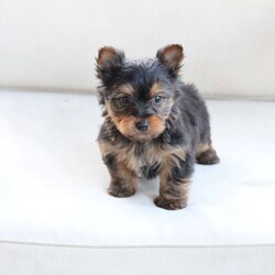 Baloo/Yorkie									Puppy/Male	/8 Weeks,Baloo come from a litter of 2 , with a approx adult weight of 4 to 6 pounds . He is sweet , energetic and has the thickest most beautiful coatof hair . 