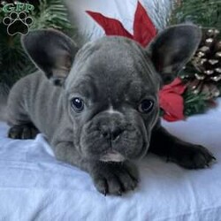 Twinkle/French Bulldog									Puppy/Female	/8 Weeks,Twinkle is a lovely, playful puppy! She would love to go home with you! Up to date with shots and deworming and vet checked! Comes with a one year health guarantee