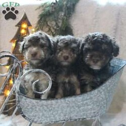 Dancer/Toy Poodle									Puppy/Female	/7 Weeks,Do you need some chocolate under the Christmas tree this year? Say hello to our AKC Toy Poodle puppies who have the most adorable chocolate phantom colors! We are very excited to present such a stunning and uniform litter. Each puppy is up to date on shots and dewormer and vet checked! We offer a health guarantee as well! If you are looking for a tiny puppy to add to your home contact us today! We would love to share more about our puppies! 
