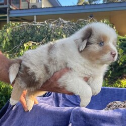 Australian Shepherd Puppies Pure Bred ANKC Merles/Australian Shepherd Dog/Both/Younger Than Six Months,Australian Shepherd Puppies“The Stellar Finale” Born 25/10/2023Will be 8 Weeks OLD on the 20/12/2023ANKC Dogswest RegistrarSire (Father) - Sanpasho Run Away Einstein (Mr Orange) – Red Tri Male NBT - Clear all DNA and Hips 7 Elbows .Dam (Mother) – Zenderland Honolulu – Bi Blue Merle(Black and White) with some Blue in eye colour. Hip and Elbow score excellent perfect 0 .DNA pending – Her Sire is Clear DNA and Dam has one copy of the MDR1 Gene.1)	Zenderland Pegasus – Male Bi Blue Merle Full Tail2)	Zenderland Orion – Blue Merle Male Full Tail3)	Zenderland Crux – Bi Blue Merle Male NBT (Curly) smallest in the litter.4)	Zenderland Hercules – Red Merle Male Full Tail5)	Zenderland Delphinus – Red Merle Female Full Tail6)	Zenderland Leo- Red Merle Male Full Tail7)	Zenderland Sagittarius -Red Tri NBT Male Extra-long like full Tail. Big and Boofy and the friendliest.We strive to breed excellent temperaments,Great bone, substance,Wonderful movement and stunning heads.From fully tested parents.Margaret River AREAWestern AustraliaPuppies are well socialized, raised in our home on our farm with kids, livestock, Miniature horses, Goats, and other dogs. They are wormed, microchipped, vaccinated, puppy pack,All Companion pet pups will be on the Limited Register. Dog West WA(which means not for breeding or showing)But can compete in all other disciplines obedience, herding etcFor Details, please Email me at Zend******@******com REVEAL_DETAILS 
