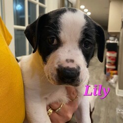 Adopt a dog:Lily/Black Mouth Cur/Female/Baby,Meet Lily!
Lily is a typical sweetheart puppy. When she is not napping, Lily enjoys playing with her brother Duke. Her litter was born in our care. Her mom, Callie, was found pregnant on the streets of Pasadena Texas. Lily and her 10, (sadly 2 were stillborn), siblings were born on October 1st, 2023.

Lily will make a great addition to anyone's life that is looking for a loving, sweet and playful companion.