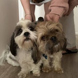 Maltese x Shitzsu/Shih Tzu/Female/Younger Than Six Months,Maltese x shitzu puppies for saleWill be ready early January