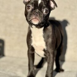 Boston Terrier x French Bulldog Puppy For Sale Sydney/Boston Terrier//Older Than Six Months,Frenchton - French Bulldog x Boston Terrier - Petite Pocket Frenchie - Toy Bulldog - Boschie PuppyDNA tested for over 100 different traits and diseases - negative for every testable disease possible, via the Orivet panel.- DNA Tested, Physical Veterinary Examination and Assessment, Heart & Patella Checks & Clearances -This bloodline has been within our family for over 20 years, with a number of generations from this lineage still within our immediate family.Included is:MicrochipVaccinationWormingFlea TreatmentDesexingHealth ChecksHealth GuaranteeA puppy pack/starter kit is also provided for you to take home.These puppies are available to loving pet homes only.Pricing varies depending the puppy.Ask us for specific details/pricing.