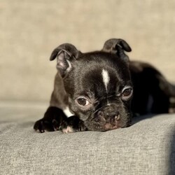 Boston Terrier x French Bulldog Puppy For Sale Sydney/Boston Terrier//Older Than Six Months,Frenchton - French Bulldog x Boston Terrier - Petite Pocket Frenchie - Toy Bulldog - Boschie PuppyDNA tested for over 100 different traits and diseases - negative for every testable disease possible, via the Orivet panel.- DNA Tested, Physical Veterinary Examination and Assessment, Heart & Patella Checks & Clearances -This bloodline has been within our family for over 20 years, with a number of generations from this lineage still within our immediate family.Included is:MicrochipVaccinationWormingFlea TreatmentDesexingHealth ChecksHealth GuaranteeA puppy pack/starter kit is also provided for you to take home.These puppies are available to loving pet homes only.Pricing varies depending the puppy.Ask us for specific details/pricing.