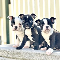 Boston Terrier x French Bulldog Puppy For Sale Sydney/Boston Terrier//Older Than Six Months,Frenchton - French Bulldog x Boston Terrier - Petite Pocket Frenchie - Toy Bulldog - Boschie PuppyDNA tested for over 100 different traits and diseases - negative for every testable disease possible, via the Orivet panel.- DNA Tested, Physical Veterinary Examination and Assessment, Heart & Patella Checks & Clearances -This bloodline has been within our family for over 20 years, with a number of generations from this lineage still within our immediate family.Included is:MicrochipVaccinationWormingFlea TreatmentDesexingHealth ChecksHealth GuaranteeA puppy pack/starter kit is also provided for you to take home.These puppies are available to loving pet homes only.Pricing varies depending the puppy.Ask us for specific details/pricing.