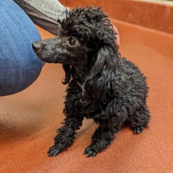 Adopt a dog:Gwennie/Poodle/Female/Young,Gwennie is a 5 ish pound, 18 month old pure toy poodle, shy but affectionate.She loves attention, dogs, cats and people. She is a prize. Will only be adopted out in the Metropolitan DC area.