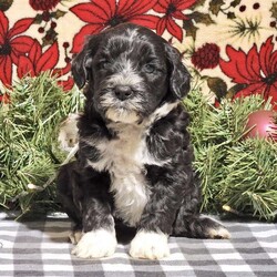 Sebastian/Portuguese Water Dog									Puppy/Male	/6 Weeks,Meet Sebastian ,Full of sweet joy! Portuguese Water Dogs are very gentle and love attention . They have the softest coats and are very hypoallergenic . Portuguese originally were used on the docks and where bred to be working dogs for small ships so with these smarts they are very trainable and love to please you ! Now for Sebastian , he is being raised in a family setting , being born in our house . He is usd to our goldendoodle ,us and our little son . If you are looking to add a wonderful little companion to your life then look no further ! Our hope is that she can bless your family as much as her mom Mia has blessed ours ! Sebastian will be around 40 pounds full grown.