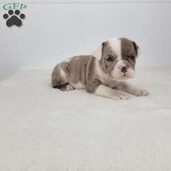 Kathryn/English Bulldog									Puppy/Female	/6 Weeks,Meet Kathryn! A happy healthy puppy who is up to date with shots and dewormer, was vet checked, is microchipped and is looking for a loving home! Please contact us with any questions or to come and meet her! Reserve today and pickup after the holidays!