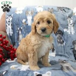 Kylie/Cavapoo									Puppy/Female	/7 Weeks,Say hello to this adorable little hypoallergenic puppy with lots of puppy love to share! Each puppy is up to date on shots and dewormer and vet checked. We offer an extended health guarantee as well. If you are searching for a well socialized puppy to add to your home contact us today!  
