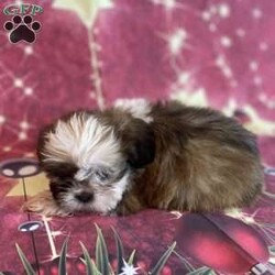 Vanessa/Shih Tzu									Puppy/Female	/9 Weeks,To contact the breeder about this puppy, click on the “View Breeder Info” tab above.