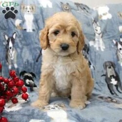 Kylie/Cavapoo									Puppy/Female	/7 Weeks,Say hello to this adorable little hypoallergenic puppy with lots of puppy love to share! Each puppy is up to date on shots and dewormer and vet checked. We offer an extended health guarantee as well. If you are searching for a well socialized puppy to add to your home contact us today!  