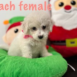 Adopt a dog:ONLY ONE MALE LEFT!! Bichon Frise pure bred, pup ready for home today/Bichon Frise/Both/Younger Than Six Months,These beautiful pure bred Bichon Frise puppies are available from this weekend or can be held till prior to Christmas.2 males still currently availablePeach Female (SOLD)Yellow Female (SOLD)Teal MaleGreen male (SOLD)Our pups are well cared for to give them the best start to life, this includes worming every 2 weeks from birth, vaccinations, vet checks and microchipping. They also come with a puppy pack to get you started.Our fur babies are raised in our home with us, not raised outdoors or in kennels and this shows in their temperament, they are very intelligent and have a beautiful nature as their parents have.We put a lot of love and attention into them to make sure they adjust well with their new owners and grow to be happy adults.Puppies have started toilet training.We are more than welcome for you to view/visit for yourself. If you are not able to do this then we can FaceTime or Skype.I am happy to arrange viewings at a mutually agreed time. Please contact me to discuss.If you are interested then please feel free message me.RPBA 772 Full Audited member