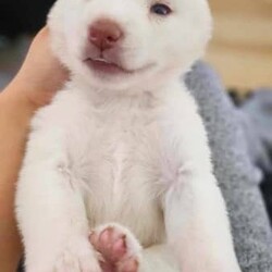Pure Breed: Siberian Husky Puppies (1 White Boy LEFT!)/Siberian Husky/Both/Younger Than Six Months,Registered Breeder with National Companion Pets Institute: 9003093Our puppies are raised in a loving family environment with plenty of socialization and attention. We take great care to ensure that each puppy is healthy, happy, and ready to become a beloved member of your family.So why wait? Contact us today to learn more about our available Siberian Husky puppies and find your new best friend!Please conduct research on the breed before considering a husky for your family.Availability (Available from 08 December 23) :Boy 1 White = HomedBoy 2 White = AvailableBoy 3 Sable/White = HomedGirl 1 White = HomedGirl 2 White = Homed