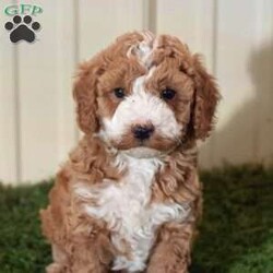 Sparkle/Miniature Poodle									Puppy/Male	/8 Weeks,Indulge in the gift of a furry friend for your perfect Christmsa gift. These sweet, loving pups are ready to fill your home with cuddly, furry sweetness, doggy kisses, and lots of love! Ready for their forever home on 12/23/2023