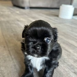 Shih Tzu ready now/Shih Tzu/Both/Younger Than Six Months,Litter of 5 - 3 left Shih Tzu Puppies ready nowBORN: 5TH NOVEMBER 2023 - READY FOR THEIR FOREVER HOMESBoy TricolourBoy Black and white1 GIRL Black white chestPUPPYS ARE VACCINATED AND CHIPPED AND VET CHECKEDGorgeous little chatacters. Perfect family pet! 