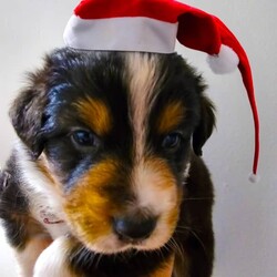 Australian Shepherd Pups for Sale/Australian Shepherd Dog/Female/Younger Than Six Months,*UPDATE 14/12/23 - Puppies are ready for visits. Bookings are essential and filling fast. A few spots are left for the upcoming weekend. Must have done the screening first.Introducing Sandcastle Aussies' Spectacular Litter of Purebred Australian Shepherds!Meet Our Lovable Aussie Pups•	Date of Birth: November 12th 2023•	Rehome From: January 7th 2024•	Blue Merle’s (Males only) and Black Tris (Both Male and Females)•	Breeder Registration: Sandcastles Aussies, BIN# B001082567, RPBA No#11549Family Companions•	Highly sociable, raised around children and other animals•	Parents boast strong family lines with farm experienceHealth & Wellness•	Regular vet checks for both Pup’s and Parents•	Wormed, Vaccinated, Microchipped, and Vet health checked•	Parents DNA tested shared if requestedWe include•	A small puppy packs for their new homes.•	6 Weeks Pet Insurance (activation & acceptance of T&C's required).•	Updates and photos documenting their early journey.Pricing & Varieties•	We charge more for Merles and Females•	Vaccinated and health checked before leaving.•	Desexing: Please discuss, as it depends on the pup's welfare, age, and development.Home Visits•	Bookings essential for required visits•	For interstate buyers, F2F meetings via Facetime or Zoom are required.Interstate Transport•	Door-to-door transport organised at buyer's expense.Verification•	Check us out on the RPBA website.•	Mother microchip: 93400090262488Application Process•	Applications filling fast! (We have a 5 Step Approval Process)•	Initial Contact and Screening:1a. Prospective owners are required to send a brief email to san******@******com, introducing themselves and explaining their interest in adopting a new family member. REVEAL_DETAILS 1b. The email should include your contact number and a preferred time for a follow-up phone or video call. Please provide information to your comfort level without disclosing sensitive personal details.1b. Additionally, we require a non-family personal reference, along with the name and contact details of your intended veterinarian.Discover the Heart and Soul of Sandcastles AussiesAt Sandcastle Aussies, our puppies are more than just pets; they are an integral part of our large, loving family. Nestled in the warmth of our family home, surrounded by children's laughter and the companionship of other pets, our Australian Shepherd puppies grow in an environment filled with love, care, and social interaction.From their first breath, these puppies are raised inside our home, ensuring they are well-adjusted, sociable, and familiar with the daily rhythms of family life. This early exposure to a diverse range of experiences shapes them into well-rounded, confident, and affectionate companions, ready to seamlessly integrate into their new homes.Our commitment to the well-being and proper placement of each puppy extends far beyond our doorstep. With the last litter, we have proudly placed our puppies all over Australia – 2 in Western Australia, 2 in South Australia, 2 in Victoria, 1 in Queensland, and 3 in New South Wales. Each of these puppies has become a cherished member of their new families, and their owners can attest to the meticulous care, effort, and love we invest in every stage of our puppies' development and training.The families of our past litters stand as a testament to our honesty, care, and unwavering commitment to ensuring that every puppy only goes to a loving, nurturing environment. Their experiences with our puppies are a true reflection of our dedication as responsible breeders.At Sandcastle Aussies, we pride ourselves on being far more than just breeders; we are guardians of a family legacy that spans over 60 years. Our extensive history in breeding is a clear statement of our passion and commitment. We are not 'backyard breeders'; we are custodians of a rich heritage, dedicated to the health, well-being, and happiness of every Australian Shepherd that comes from our home.
