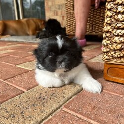 Shih Tzu ready now/Shih Tzu/Both/Younger Than Six Months,Litter of 5 - 3 left Shih Tzu Puppies ready nowBORN: 5TH NOVEMBER 2023 - READY FOR THEIR FOREVER HOMESBoy TricolourBoy Black and white1 GIRL Black white chestPUPPYS ARE VACCINATED AND CHIPPED AND VET CHECKEDGorgeous little chatacters. Perfect family pet! 