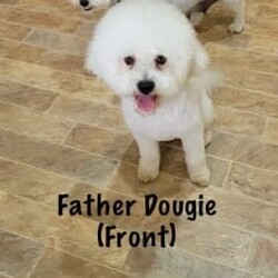 Adopt a dog:ONLY ONE MALE LEFT!! Bichon Frise pure bred, pup ready for home today/Bichon Frise/Both/Younger Than Six Months,These beautiful pure bred Bichon Frise puppies are available from this weekend or can be held till prior to Christmas.2 males still currently availablePeach Female (SOLD)Yellow Female (SOLD)Teal MaleGreen male (SOLD)Our pups are well cared for to give them the best start to life, this includes worming every 2 weeks from birth, vaccinations, vet checks and microchipping. They also come with a puppy pack to get you started.Our fur babies are raised in our home with us, not raised outdoors or in kennels and this shows in their temperament, they are very intelligent and have a beautiful nature as their parents have.We put a lot of love and attention into them to make sure they adjust well with their new owners and grow to be happy adults.Puppies have started toilet training.We are more than welcome for you to view/visit for yourself. If you are not able to do this then we can FaceTime or Skype.I am happy to arrange viewings at a mutually agreed time. Please contact me to discuss.If you are interested then please feel free message me.RPBA 772 Full Audited member