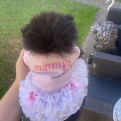 RARE Chocolate Carrier/Pomeranian/Female/Younger Than Six Months,Rare Chocolate Carrier Puppies AvailableA Very RARE Opportunity to own a Chocolate Carrying Pomeranian PuppyStunning Thick Coats , Doll FaceMother Is Pure Chocolate Toy Pomeranian Weighs Only 1.7kgFather Toy Pure Black DNA Cleared 