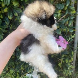 RARE Chocolate Carrier/Pomeranian/Female/Younger Than Six Months,Rare Chocolate Carrier Puppies AvailableA Very RARE Opportunity to own a Chocolate Carrying Pomeranian PuppyStunning Thick Coats , Doll FaceMother Is Pure Chocolate Toy Pomeranian Weighs Only 1.7kgFather Toy Pure Black DNA Cleared 