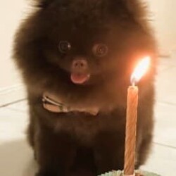 RARE Chocolate Carrier/Pomeranian/Female/Younger Than Six Months,Rare Chocolate Carrier Puppies AvailableA Very RARE Opportunity to own a Chocolate Carrying Pomeranian PuppyStunning Thick Coats , Doll FaceMother Is Pure Chocolate Toy Pomeranian Weighs Only 1.7kgFather Toy Pure Black DNA Cleared 