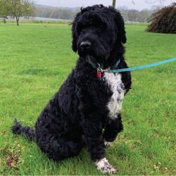Jose/Portuguese Water Dog									Puppy/Male	/6 Weeks,Happy-go-lucky, sweet.  Loves to play with our boys; raised in our home with our family. Mother is our indoor family pet. Parents have had genetic testing done with clear results and hips evaluated with good results.