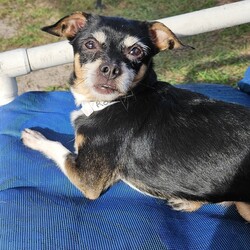 Adopt a dog:me/Chihuahua/Male/Adult,Meet Rachel and Ross, the dynamic duo who bring a touch of 