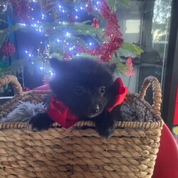 Puppies puppies German spitz/German Spitz/Both/Younger Than Six Months,German spitz /Pomeranian pupsFully vaccinated , microchipped and vet checked11 weeks old and waiting to go to their forever loving new FamilyWe are in Chittering 