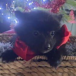 Puppies puppies German spitz/German Spitz/Both/Younger Than Six Months,German spitz /Pomeranian pupsFully vaccinated , microchipped and vet checked11 weeks old and waiting to go to their forever loving new FamilyWe are in Chittering 