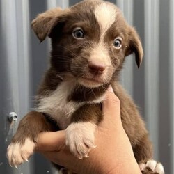 /Border Collie/Both/Younger Than Six Months,I have 6 gorgeous Border Collie x Koolie puppies looking for their loving forever home.Male - Choc Merle white paws. SOLDMale - Choc MerleMale - Choc white face stripeMale - ChocFemale - Choc Merle, one choc front legFemale - Choc MerleI am a registered Breeder with NCPI: 9002201.NSW Breeder ID No: B000770490These beautiful babies are very sweet natured & love cuddles. They have been raised in a loving environment, & will make wonderful additions to any active family. They are well socialised with our other furry family members.Mum is a Border Collie (Choc & White) & is a wonderful family member & mum, she is very attentive to her babies.Dad is a Koolie (Merle) he loves to cuddle, he is very happy to just sit with you.Parents can be viewed on request.Puppies will go to their new families