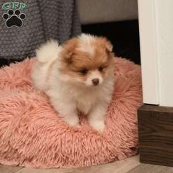 Piper/Pomeranian									Puppy/Female	/7 Weeks,To contact the breeder about this puppy, click on the “View Breeder Info” tab above.