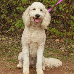 Adopt a dog:Willa/Goldendoodle/Female/Young,Calling all DOODLE lovers - Meet ?W I L L A?

Willa is a 2 yr old goldendoodle weighing about 55 pounds. She is great with humans but would probably do best in a home with more sturdy children around 8yrs and older. She also can be in a home with other dogs but they need to be on the bigger side as well so at least 30lbs+ and no cats for this girl. She was previously living with a senior small pup and she was just too much for him so she needs a pup who is not intimidated by her size and who can match her play style! 
She is housebroken, crate trained, and listens very well. She also knows some basic tricks like sit and down. Overall, Willa is a very happy pup and wants to be involved in everything that you do! 

If you think Willa is the perfect fit for you, please fill out an application here: https://bigfluffydogs.com/adopt/adoption-application/ and email paige@bigfluffydogs.com - get your apps in quick as she probably won't last long!

___________________________________________________________________________________

Our main website, www.bigfluffydogs.com has more information about us and the rescue process. 

NOTE TO EMAILERS FROM PETFINDER: WE DO NOT RESPOND TO EMAIL INQUIRIES WITHOUT AN APPLICATION. WE REGRET WE CANNOT RESPOND TO EVERY EMAIL, BUT UNLESS YOU FILL OUT AN APPLICATION, WE DO NOT KNOW YOU EXIST. 

All known information about an individual dog is provided in its listing. We do our best to provide accurate information, but adopters should understand that each home is different and the dog may behave differently in a new home. Dogs are creatures of their environment and you help make the dog what it will be. Homes considering adopting a puppy must be prepared for 1.) Flexible schedules for potty training. Puppies can only hold it for one hour per month of age (i.e. a 4-month-old puppy can only go 4 hours without a potty break). 2.) Crate training until the puppy is at least one year old to prevent chewing on inappropriate things when you can't supervise. 3.) Socialization.  The more positive and varying experiences as a puppy the better, both in and out of your home. 4.) Puppy behavior and life stages are equivalent to a human toddler. It takes at least a full year to have a calmer, well-adjusted dog. Patience is required and when your dog's behavior is a positive experience for you and those around you, your patience will be rewarded ten-fold, for years to come.  Please do not consider adopting a puppy if you have not thoroughly thought through the pros and cons of having one. So many people end up returning them after 3-5 months because they didn't realize the amount of work involved in raising a puppy.  Patience, appropriate toys, socialization, and obedience training are all musts. All are time-consuming and can be expensive. All dogs require supervision with children and obedience training. Adopters that want to have good dogs must be prepared to put the time and effort into training a dog. Any dog requires work and effort, but a well trained, well-socialized dog is more than worth the effort to get them there.