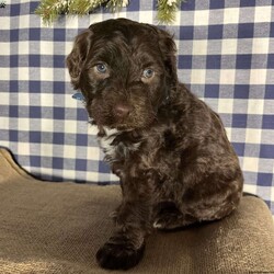 Benny/Portuguese Water Dog									Puppy/Male	/6 Weeks,Benny the Portuguese Water Dog is the ideal family dog–intelligent, friendly, active but ready to relax, affectionate and loving! 