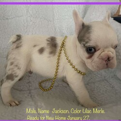 Jackson/French Bulldog									Puppy/Male	/5 Weeks,Happy And Healthy French Bulldog puppies Looking for our New Loving Families. We come with First Shots and Deworming and Veterinarian Health Certificate and Bag Puppy Food and Small Pet Bed. Our Parents are AKC registered and are here for you to Visit with. Call or Text Anytime Day Or Night. Thanks From Zooks French Bulldogs.