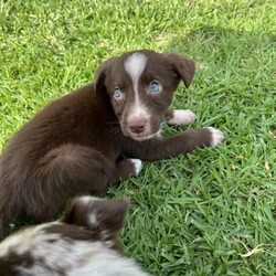 /Border Collie/Both/Younger Than Six Months,I have 6 gorgeous Border Collie x Koolie puppies looking for their loving forever home.Male - Choc Merle white paws. SOLDMale - Choc MerleMale - Choc white face stripeMale - ChocFemale - Choc Merle, one choc front legFemale - Choc MerleI am a registered Breeder with NCPI: 9002201.NSW Breeder ID No: B000770490These beautiful babies are very sweet natured & love cuddles. They have been raised in a loving environment, & will make wonderful additions to any active family. They are well socialised with our other furry family members.Mum is a Border Collie (Choc & White) & is a wonderful family member & mum, she is very attentive to her babies.Dad is a Koolie (Merle) he loves to cuddle, he is very happy to just sit with you.Parents can be viewed on request.Puppies will go to their new families