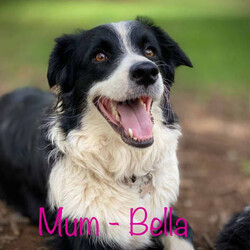 Adopt a dog:Border Collie Puppies Longhair/Border Collie/Both/Younger Than Six Months,We have 5 gorgeous purebred Border Collie (long haired) pups available from 10th January 2024.All pups NOW $1200 (was $1500)All Black and WhitePup 1 (pink) FEMALE - Wendy ~ SOLDPup 2 (purple) FEMALE - Harley QuinPup 3 (blue) MALE - CookiePup 4 (green) MALE - Jack SparrowPup 5(orange) - MALE - BorisPup 6 (red) - MALE - PBPups have been wormed at 2, 4 and 6 weeks. Have been vaccinated and microchipped.Each puppy will come with a puppy pack including:- a blanket that smells like Mum and siblings.- a soft toy to snuggle with- a ballBoth Bella (Mum) and Bandit (Dad) have very loving natures, are both loving family members and enjoy being around people. The puppies have been exposed to family friends, children, cats, chickens and other dogs from the family.Border Collies are a very active breed and require a large yard and must get very regular exercise. Please keep this in mind when considering purchasing your puppy.Puppies are located in Tamworth (Regional NSW). I may be able to meet buyers within a couple hours drive. A deposit will be required to secure a pup & weekly updates and photos will be given.