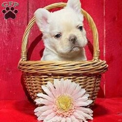 Joyce/French Bulldog									Puppy/Female	/7 Weeks, Joyce is an amazing platinum visual fluffy Akc registered frenchy puppy! Carries Isabella chocolate! Great quality! Listed at pet price contact us for price with full rights! Up to date with all shots and dewormings will come with a one yr genetic health guarantee! Family raised and well socialized! Ground delivery is available right to your door! Contact us today to get your new family member!
